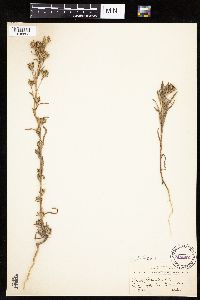 Madia glomerata image