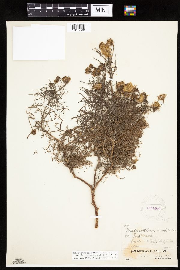 Malacothrix saxatilis var. implicata image