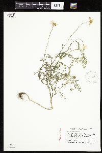 Matricaria chamomilla image