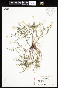 Matricaria chamomilla image