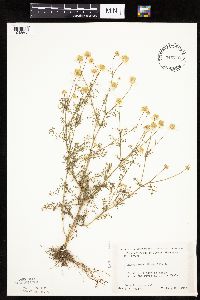 Matricaria chamomilla image