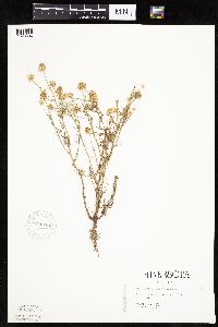 Matricaria chamomilla image