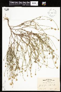 Matricaria chamomilla image