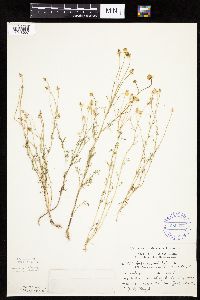 Matricaria chamomilla image