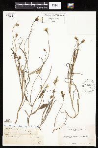 thumbnail image of current specimen