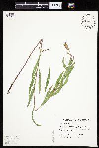 Mulgedium pulchellum image