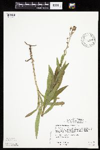 Mulgedium pulchellum image