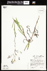 thumbnail image of current specimen