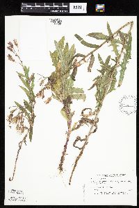Mulgedium pulchellum image
