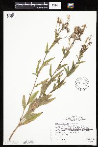 Mulgedium pulchellum image