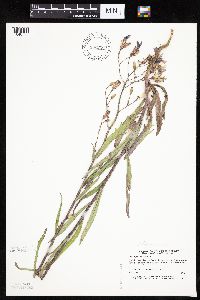 Mulgedium pulchellum image