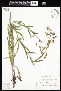 Mulgedium pulchellum image