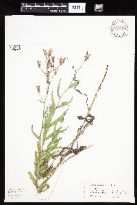 Mulgedium pulchellum image
