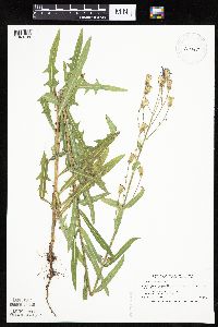 Mulgedium pulchellum image