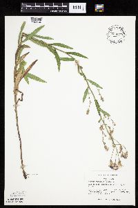Mulgedium pulchellum image
