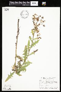 Mulgedium pulchellum image