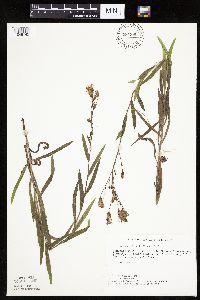 Mulgedium pulchellum image