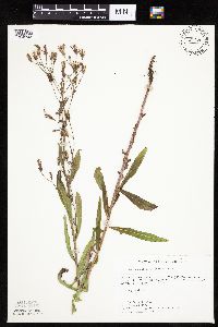 Mulgedium pulchellum image