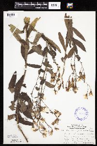Mulgedium pulchellum image
