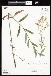 Mulgedium pulchellum image