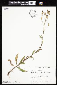 Mulgedium pulchellum image