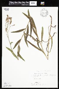 Mulgedium pulchellum image