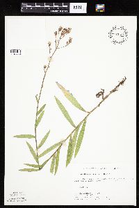 Mulgedium pulchellum image