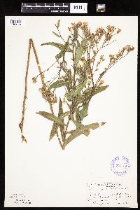 Mulgedium pulchellum image