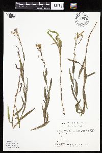 Mulgedium pulchellum image