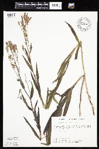 Mulgedium pulchellum image