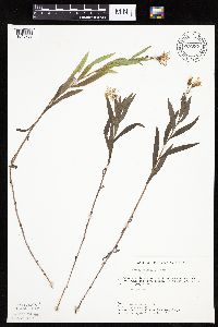 Mulgedium pulchellum image
