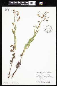 Mulgedium pulchellum image