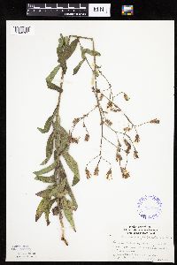 Mulgedium pulchellum image
