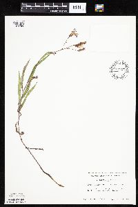 Mulgedium pulchellum image