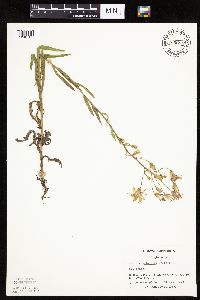 thumbnail image of current specimen