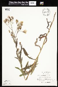 Mulgedium pulchellum image