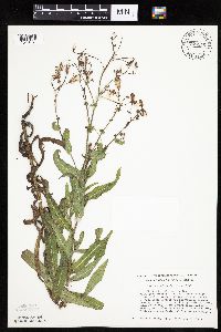 Mulgedium pulchellum image