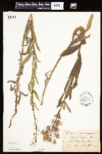 Mulgedium pulchellum image