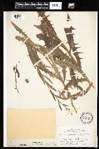 Mulgedium pulchellum image