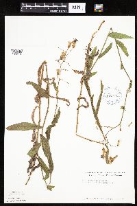 Mulgedium pulchellum image