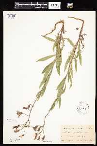 Mulgedium pulchellum image