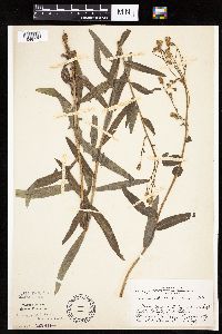 thumbnail image of current specimen