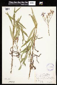 Mulgedium pulchellum image