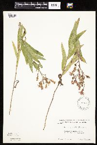 Mulgedium pulchellum image