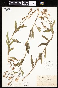 Mulgedium pulchellum image