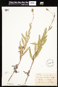 Mulgedium pulchellum image