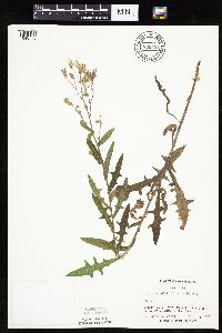 Mulgedium pulchellum image