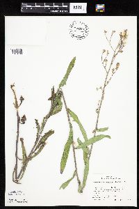 Mulgedium pulchellum image