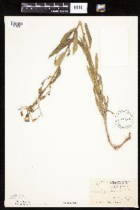 Mulgedium pulchellum image
