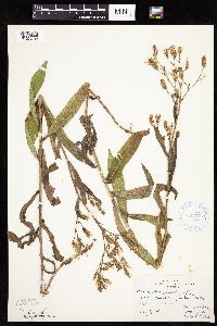 Mulgedium pulchellum image